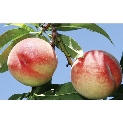 ふるさと納税 りんご 北海道 増毛町 8-013-019 山口さんちの桃あかつき 15玉前後(約3.5kg)