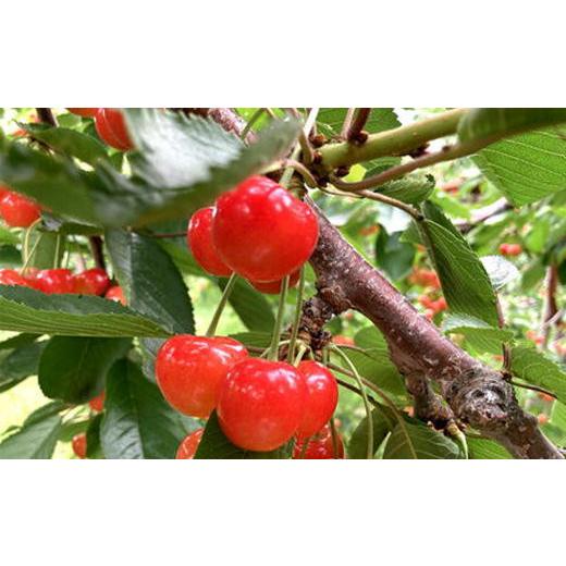 ふるさと納税 果物類 さくらんぼ 北海道 増毛町 8-020-008 山口さんちのさくらんぼ 紅秀峰(2L)800g