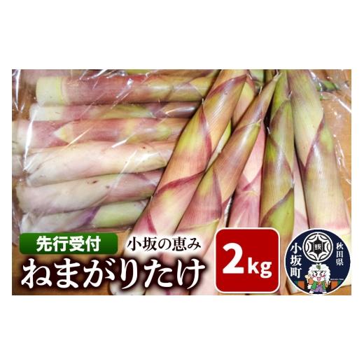 ふるさと納税 山菜・きのこ 秋田県 小坂町 [先行受付]小坂の恵み(ねまがりたけ)2kg ねまがりだけ 山菜 ねまがりタケノコ アク抜き不要 秋田県 小坂町