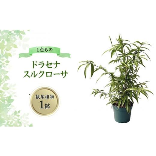 ふるさと納税 沖縄県 宜野座村 ドラセナ スルクローサ 観葉植物