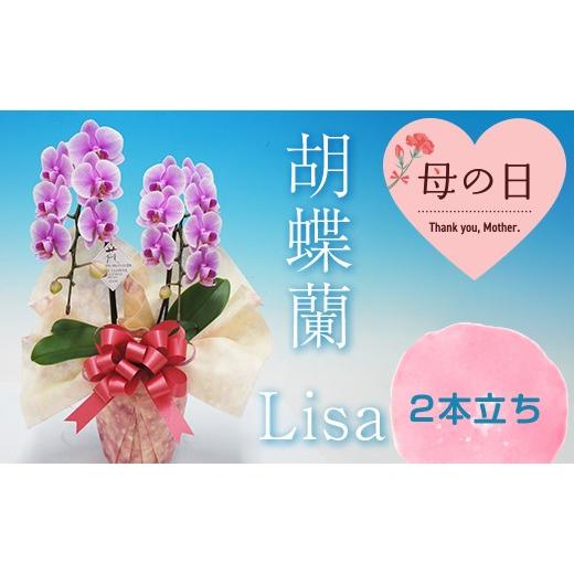 ふるさと納税 雑貨・日用品 花 群馬県 富岡市 母の日ギフト 胡蝶蘭 Lisa 2本立ち ミディ 母の日 プレゼント お花 こちょうらん 鉢花 贈り物 フラワーギフト F…