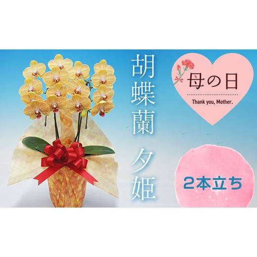 ふるさと納税 雑貨・日用品 花 群馬県 富岡市 母の日ギフト 胡蝶蘭 夕姫 2本立ち ミディ 母の日 プレゼント お花 こちょうらん 鉢花 贈り物 フラワーギフト F…