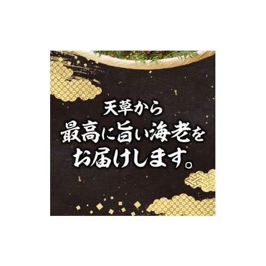 ふるさと納税 熊本県 天草市 S005-006_【鮮度抜群】《美味しさの極み》天草産・幸福堂の活き車えび『海老王』（560g）〈先行予約〉※西日本地域 配送時期：202…｜furusatochoice｜03