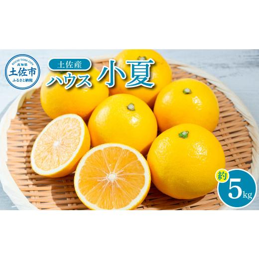 ふるさと納税 地域のお礼の品 高知県 土佐市 先行予約 自然の味をそのままに旨味の塊ハウス小夏約5kg[2026年4月下旬から発送開始]/高知県土佐市産 小夏 コ…