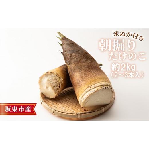 ふるさと納税 野菜類 茨城県 坂東市 茨城県坂東市産 朝掘りたけのこ 約2kg(2〜3本入)・米ぬか付き / タケノコ 筍 新鮮 茨城県 No.708
