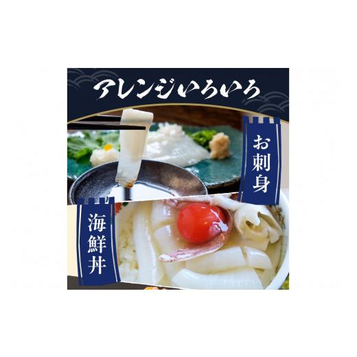 ふるさと納税 いか 京都府 京丹後市 日本海産『海の京都』の珠玉  活白いか姿からだ付き（水晶真っ白いか）中大きさ 1杯（200g前後）（2026年6月上旬〜送りとどける） ふ…