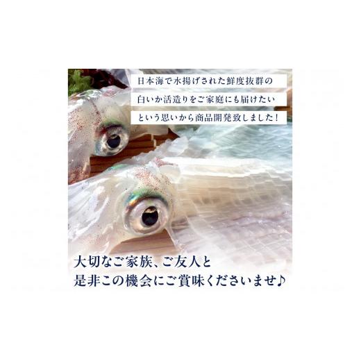 ふるさと納税 いか 京都府 京丹後市 日本海産『海の京都』の珠玉  活白いか姿からだ付き（水晶真っ白いか）中大きさ 1杯（200g前後）（2026年6月上旬〜送りとどける） ふ…