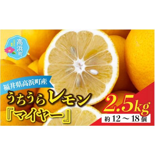 ふるさと納税 みかん・柑橘類 レモン 福井県 高浜町 先行予約 日本海で育ったうちうらレモン「マイヤー2.5kg」皮まで丸ごと食べられます 11月中旬ごろ順次発…
