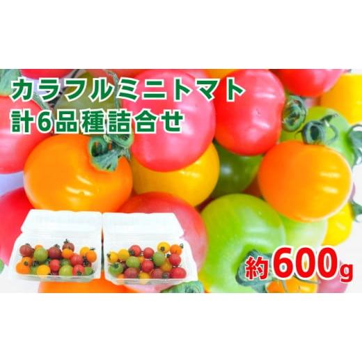 ふるさと納税 トマト ミニトマト 愛媛県 東温市 「栗林農園」カラフルミニトマト詰合せ  