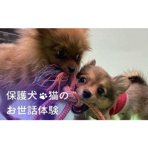 ふるさと納税 愛知県 犬山市 20-30_動物病院で保護された犬猫のお世話体験｜ 保護犬 保護猫 ペット ドックラン 子ども 子供 体験 チケット 1人分 小学生 愛知 …｜furusatochoice｜02