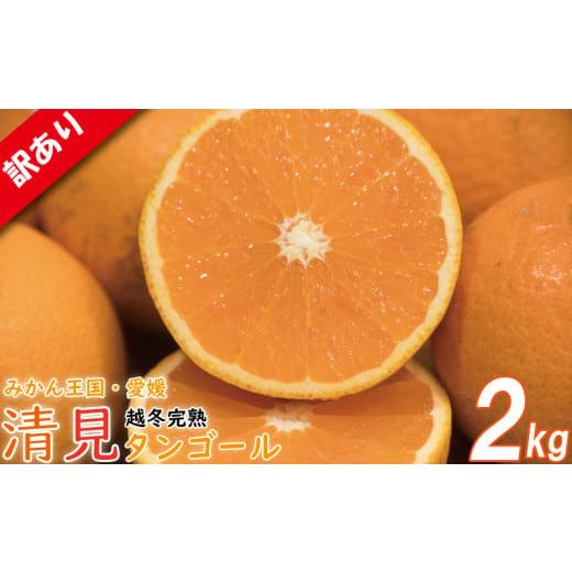 ふるさと納税 みかん・柑橘類 愛媛県 松山市 訳あり 清見タンゴール 約2kg 順次発送中 | 訳あり みかん 訳あり柑橘 ワケアリ 柑橘 みかん mican mikan ミカン…