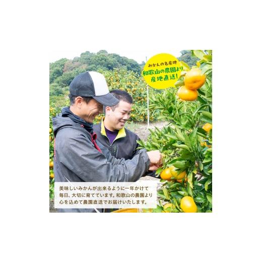 ふるさと納税 果物類 みかん 和歌山県 かつらぎ町  訳あり・ご家庭用 果汁たっぷり 迫力満点 大粒 有田みかん サイズ混合(2L〜4L) 約2.7kg(2.5kg+200g) 2026年… |  | 02
