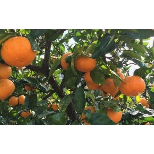 ふるさと納税 果物類 みかん 和歌山県 かつらぎ町 農園直送 完熟有田みかん 約1kg+200g サイズ混合 2026年11月中旬〜11月下旬頃に順次発送予定 |  | 03