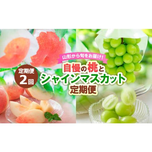 ふるさと納税 もも 山形県 山形市 定期便2回 山形から旬をお届け 自慢の桃とシャインマスカット定期便 令和8年産先行予約 FS24-501 くだもの 果物 フルーツ …