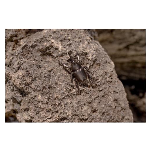 ふるさと納税 アクセサリー ネックレス 山梨県 甲斐市 カブトムシネックレス　ブラックカラー　All insects　 セレブ御用達 世界30個限定 運気UP 今、世界中か…_2