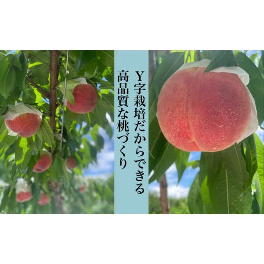 ふるさと納税 もも 山梨県 笛吹市 2026年発送 糖度13度基準 いちのみやの桃 5〜7玉 約2kg 扇状地・Y字栽培 肥沃な大地と沢山の日光で育った桃 バイパス清果園 …の画像