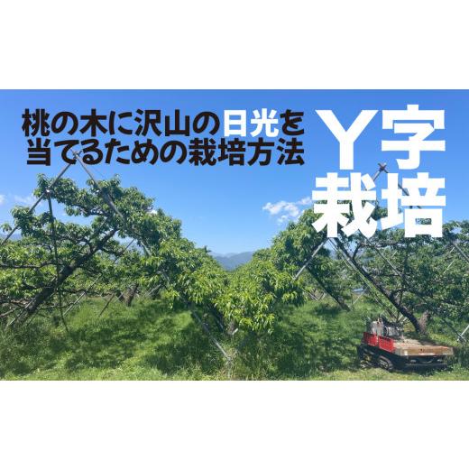 ふるさと納税 もも 山梨県 笛吹市 2026年発送 糖度13度基準 いちのみやの桃 5〜7玉 約2kg 扇状地・Y字栽培 肥沃な大地と沢山の日光で育った桃 バイパス清果園 …の画像