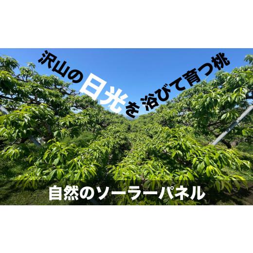 ふるさと納税 もも 山梨県 笛吹市 2026年発送 糖度13度基準 いちのみやの桃 5〜7玉 約2kg 扇状地・Y字栽培 肥沃な大地と沢山の日光で育った桃 バイパス清果園 …の画像
