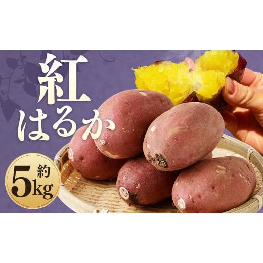 ふるさと納税 熊本県 益城町 紅はるか 約5kg サツマイモ さつま芋 芋 野菜 いも 熊本県産 [2024年9月上旬-2025年7月上旬発送予定]