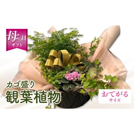 ふるさと納税 雑貨・日用品 花 宮崎県 宮崎市 数量・期間限定 母の日 観葉植物 カゴ盛り おてがるサイズ_M238-007_01-MD おてがるサイズ