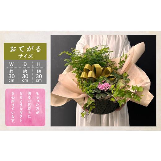 ふるさと納税 雑貨・日用品 花 宮崎県 宮崎市  数量・期間限定 母の日 観葉植物 カゴ盛り おてがるサイズ_M238-007_01-MD 母の日(5月10日)頃到着予定 おてがる…の画像