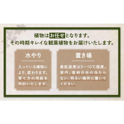 ふるさと納税 雑貨・日用品 花 宮崎県 宮崎市  数量・期間限定 母の日 観葉植物 カゴ盛り おてがるサイズ_M238-007_01-MD 母の日(5月10日)頃到着予定 おてがる…の画像
