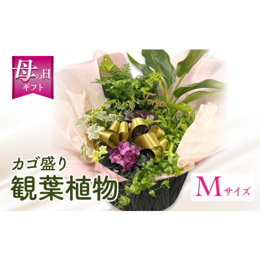 ふるさと納税 雑貨・日用品 花 宮崎県 宮崎市 数量・期間限定 母の日 観葉植物 カゴ盛り Mサイズ_M238-007_02-MD Mサイズ