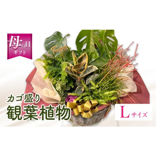 ふるさと納税 雑貨・日用品 花 宮崎県 宮崎市 数量・期間限定 母の日 観葉植物 カゴ盛り Lサイズ_M238-007_03-MD Lサイズ