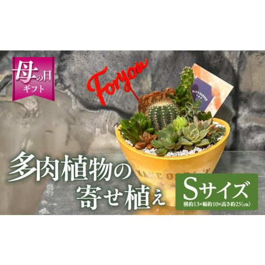 ふるさと納税 雑貨・日用品 花 宮崎県 宮崎市 数量・期間限定 母の日 多肉植物の寄せ植え Sサイズ_M238-008_01-MD Sサイズ