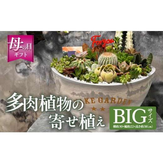 ふるさと納税 雑貨・日用品 花 宮崎県 宮崎市 数量・期間限定 母の日 多肉植物の寄せ植え BIGサイズ_M238-008_04-MD BIGサイズ