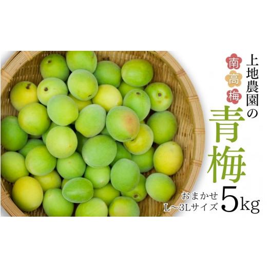 ふるさと納税 果物類 三重県 紀宝町 6/4までの受付 L-3Lサイズの混合 訳あり ご家庭用 南高梅 青梅 5kg 2026年5月下旬から6月上旬までに順次発送 /南高梅 …