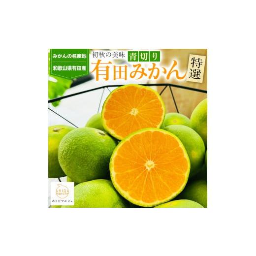 ふるさと納税 果物類 みかん 和歌山県 那智勝浦町 ［先行予約］特選 青