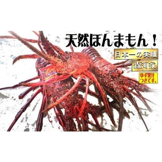 ふるさと納税 エビ 伊勢エビ 高知県 東洋町 S37-C リピーター続出 伊勢海老 600〜700g(1〜3尾)ランダム (3)600〜700g(1〜3尾)ランダム