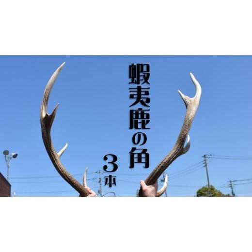 ふるさと納税 北海道 苫前町 蝦夷鹿の角 3本(北海道・しか・シカ・工作・手作り・DIY・自由研究・自然・キャンプ・アクセサリー・チョイス限定)