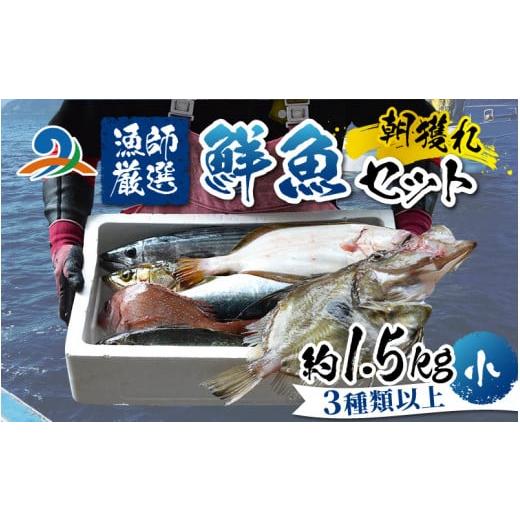 ふるさと納税 福井県 南越前町 [朝獲り]漁師厳選 鮮魚セット (小) 3種類以上 約1.5kg