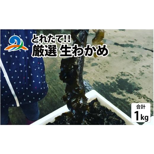 ふるさと納税 のり・海藻 わかめ 福井県 南越前町 先行予約 選べる容量 とれたて 厳選生わかめ1.0kg 2026年4月上旬ごろ順次発送 | 新鮮 お造り 刺身 晩酌 食…