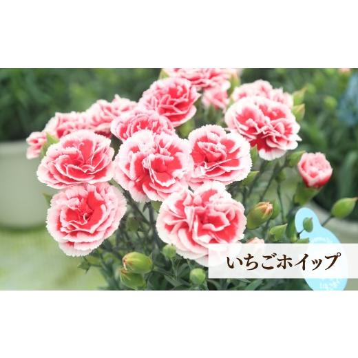 ふるさと納税 雑貨・日用品 花 茨城県 常陸太田市 母の日 カーネーション いちごホイップ (ピンクに白覆輪) 5号鉢 | 感謝 贈り物 母への感謝 アレンジメント …