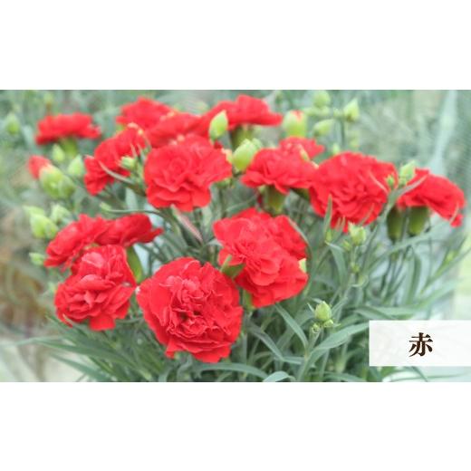 ふるさと納税 雑貨・日用品 花 茨城県 常陸太田市 母の日 カーネーション 赤 5号鉢 | 感謝 贈り物 母への感謝 アレンジメント 母の日ギフト カーネーション …