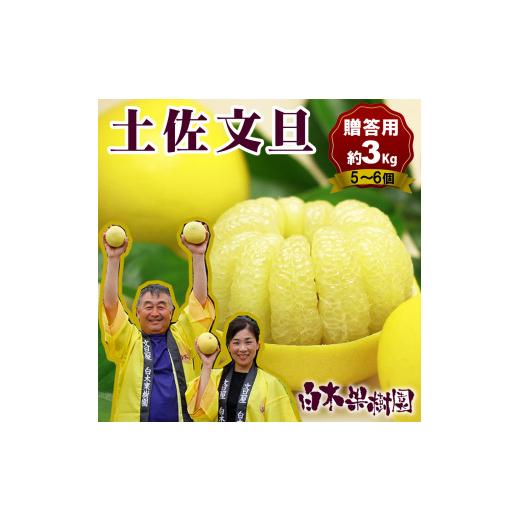 ふるさと納税 みかん・柑橘類 高知県 土佐市 先行予約 果樹園直送 土佐文旦 2L中玉6個もしくは3L大玉5個入り[2027年2月中旬〜3月下旬頃発送] / 特選品…