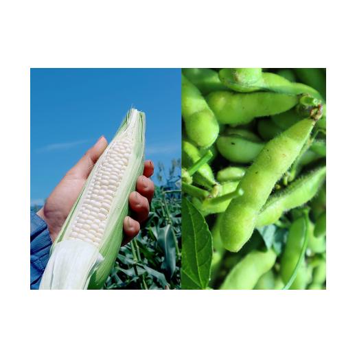 ふるさと納税 とうもろこし 神奈川県 秦野市 人気商品コラボ(^^ ピュアホワイト1000g (3~5本)+枝付き枝豆1,650g from 名水の里 神奈川県秦野市 …