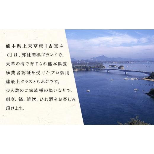 ふるさと納税 フグ 熊本県 上天草市 とらふぐフルコース 極 吉宝ふぐ(40cm赤絵皿全盛り・8〜10人前、白子、唐揚げセット)『焼きひれ／特製ポン酢／もみじおろ…_5