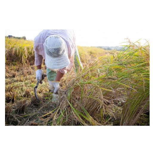 ふるさと納税 滋賀県 長浜市 【新米：令和5年産】プチプチ食感！自然栽培「ミルキークイーン」５K玄米×6回（農薬不使用・無肥料栽培米）｜furusatochoice｜06