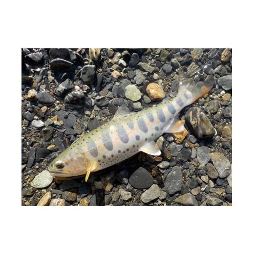 ふるさと納税 フィッシング ロッド・竿 兵庫県 西脇市 日本製・渓流竿