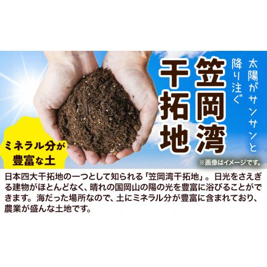 ふるさと納税 野菜類 玉ねぎ 岡山県 笠岡市 たまねぎ 2026年先行予約分 しお風たまねぎ 約15kg《6月上旬-6月末頃出荷》 玉ねぎ たまねぎ 野菜 青果物 岡山県 …の画像