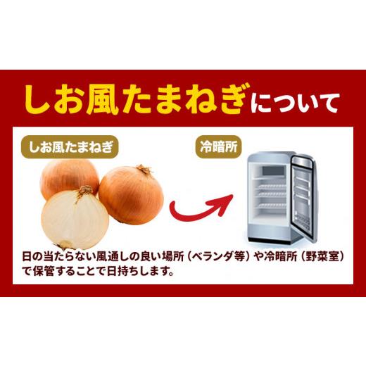 ふるさと納税 野菜類 玉ねぎ 岡山県 笠岡市 たまねぎ 2026年先行予約分 しお風たまねぎ 約15kg《6月上旬-6月末頃出荷》 玉ねぎ たまねぎ 野菜 青果物 岡山県 …の画像