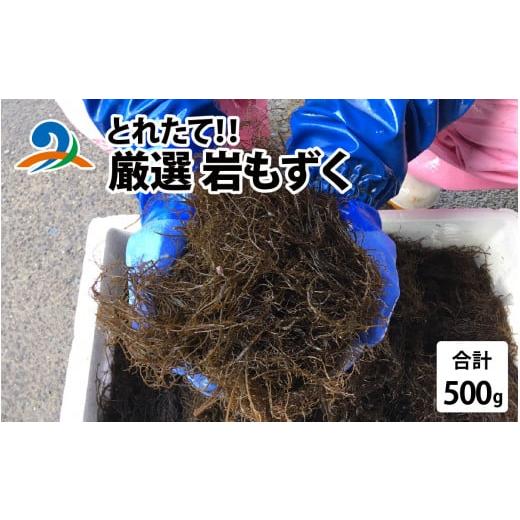 ふるさと納税 のり・海藻 もずく 福井県 南越前町 先行予約 とれたて 厳選岩もずく0.5kg| 新鮮 お造り 刺身 晩酌 食卓 BBQ 2026年5月下旬ごろ順次発送