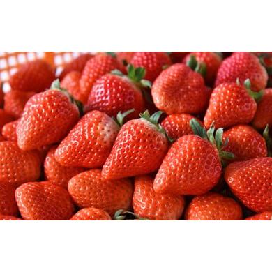 ふるさと納税 いちご 熊本県 人吉市 2025年12月発送 「ゆうべに」250g×4パック いちご イチゴ 苺 フルーツ 果物 2025年12月発送