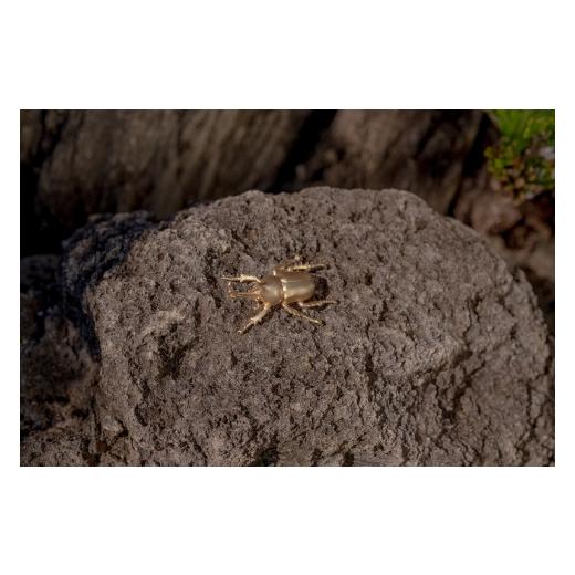 ふるさと納税 アクセサリー ネックレス 山梨県 甲斐市 カブトムシネックレス　ゴールドカラー　All insects　 セレブ御用達 世界10個限定 運気UP 今、世界中か…_2