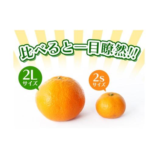 ふるさと納税 果物類 みかん 和歌山県 紀美野町 ボリューム満点 大玉 温州みかん 4kg 秀優混合 2L〜3Lサイズ 2025年12月から2026年3月下旬頃に順次発送 味好農… |  | 04
