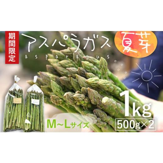 ふるさと納税 野菜類 アスパラガス 福岡県 みやこ町 数量限定 アスパラ 夏芽 M~Lサイズ 1kg(500g×2)予約受付 2026年6月〜8月頃に順次発送 野菜 農家直送 ア…